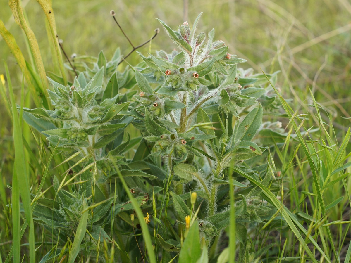 Image of Nonea rossica specimen.