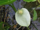 Calla palustris. Соцветие. Ярославская обл., Некоузский р-н, придорожная канава. 27.05.2010.