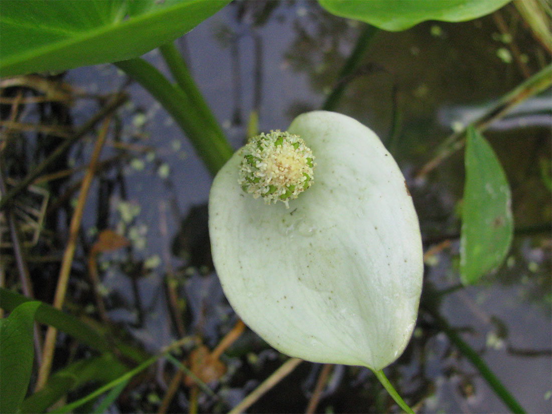 Image of Calla palustris specimen.