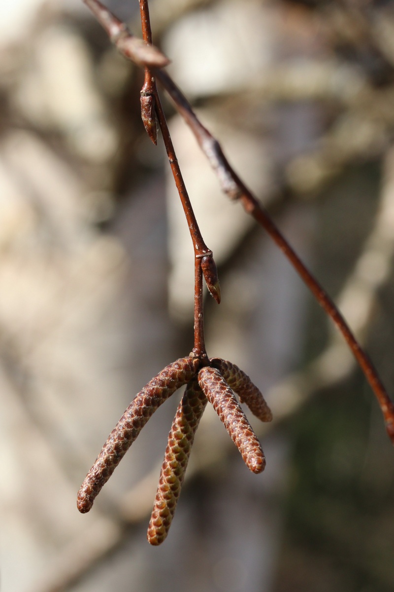 Изображение особи Betula papyrifera.