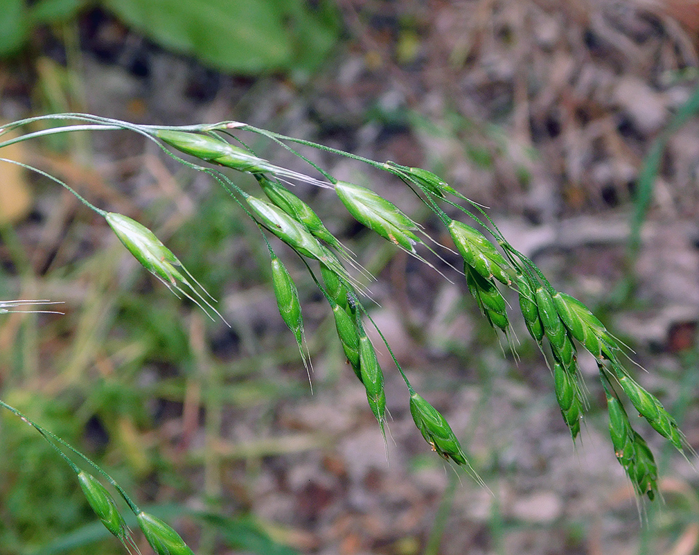 Image of Bromus commutatus specimen.