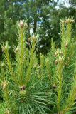 Смотреть изображение Pinus sylvestris