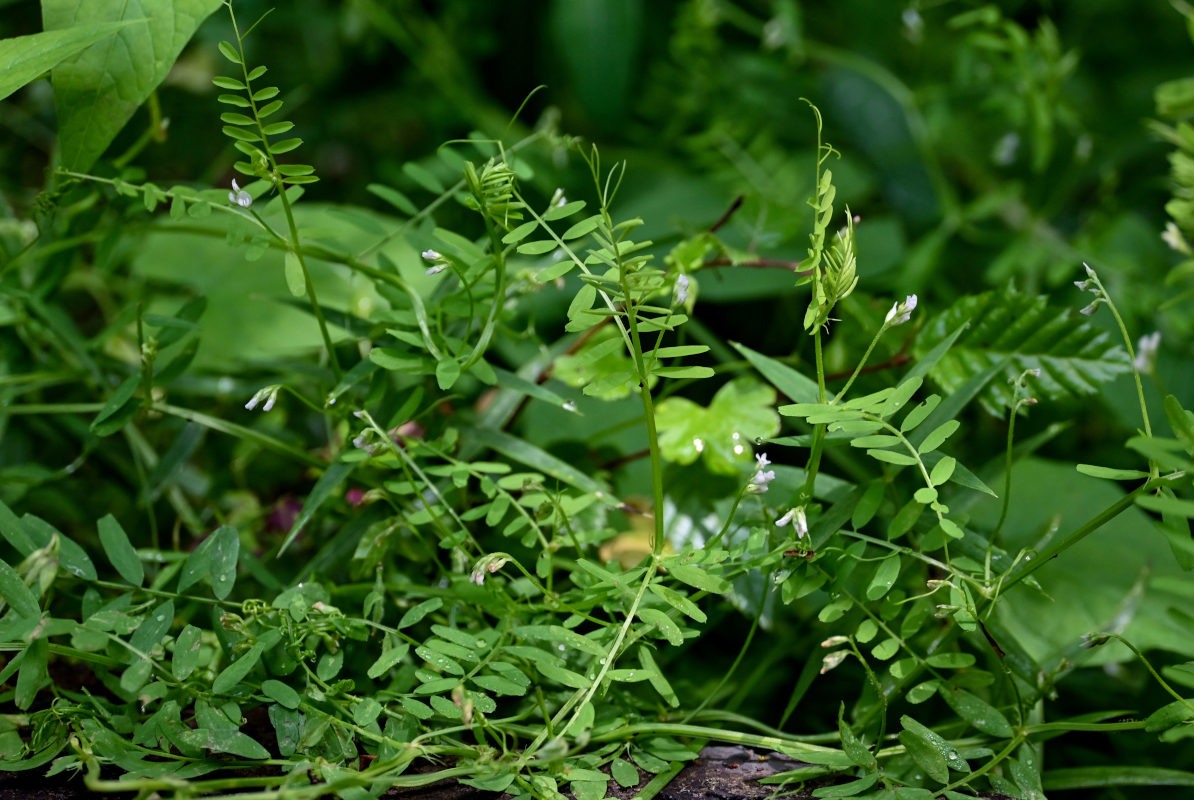 Image of Vicia tetrasperma specimen.