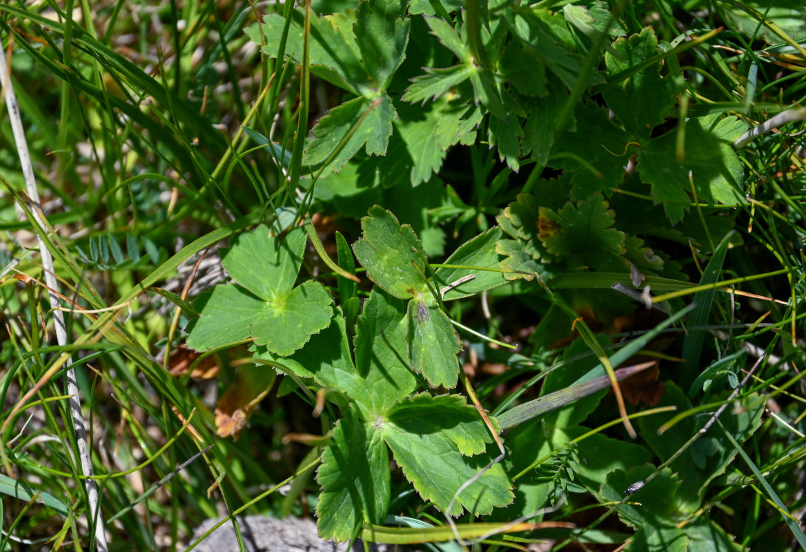 Изображение особи Trollius dschungaricus.