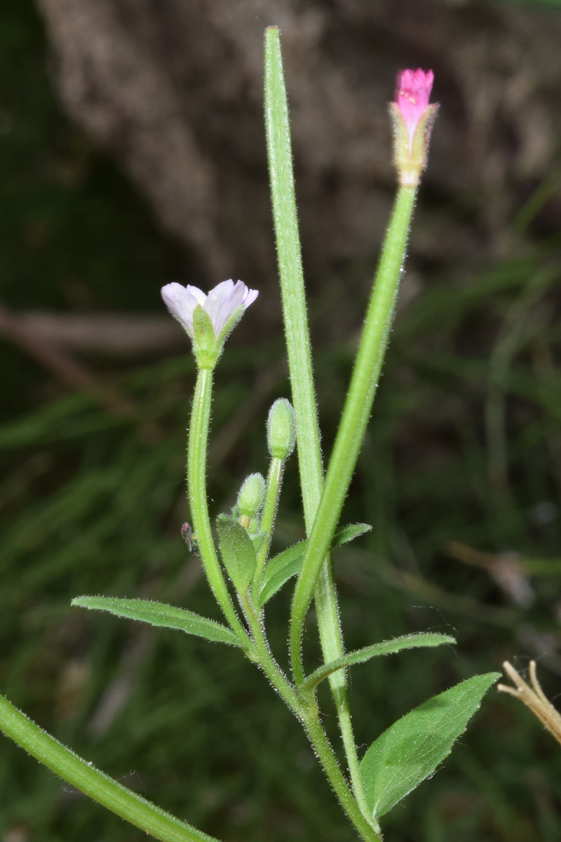 Image of Epilobium minutiflorum specimen.