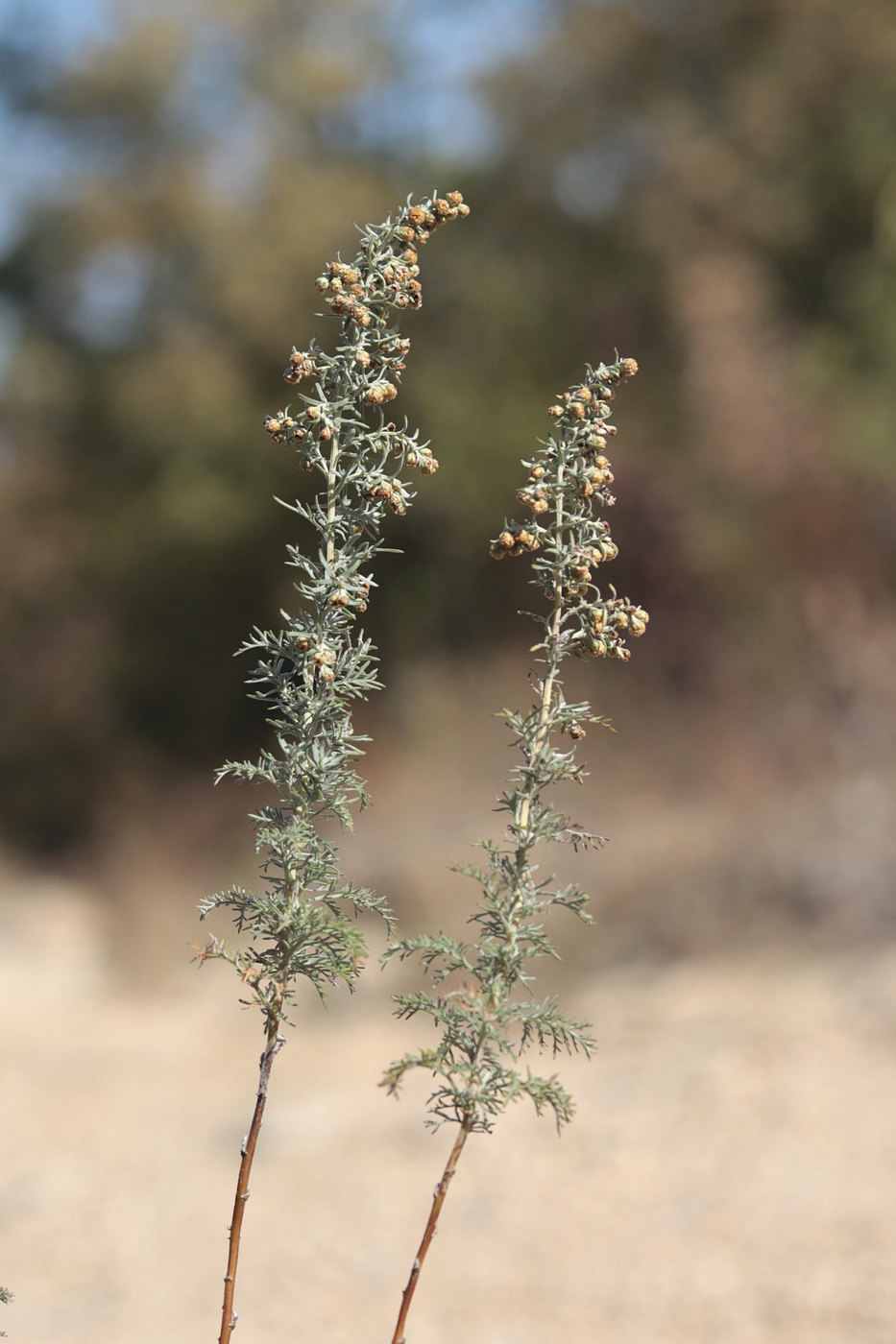 Изображение особи Artemisia pontica.