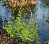 Thelypteris palustris. Вегетирующие растения с развивающимися вайями. Ульяновская обл., г. Димитровград, окр. пос. Торфболото, пойма р. Б. Черемшан, берег старого затопленного торфяного карьера, черноольхово-берёзовый лес. 09.05.2023.