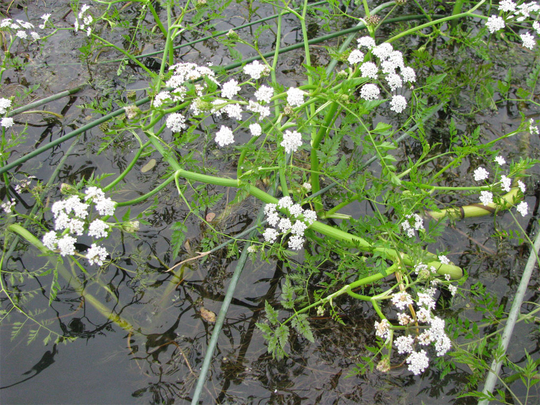 Image of Oenanthe aquatica specimen.