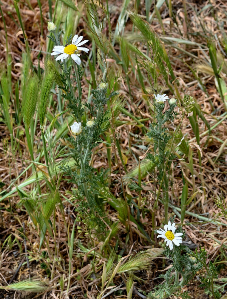 Image of Anthemis ruthenica specimen.