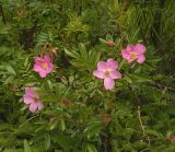 Смотреть изображение Rosa nitida