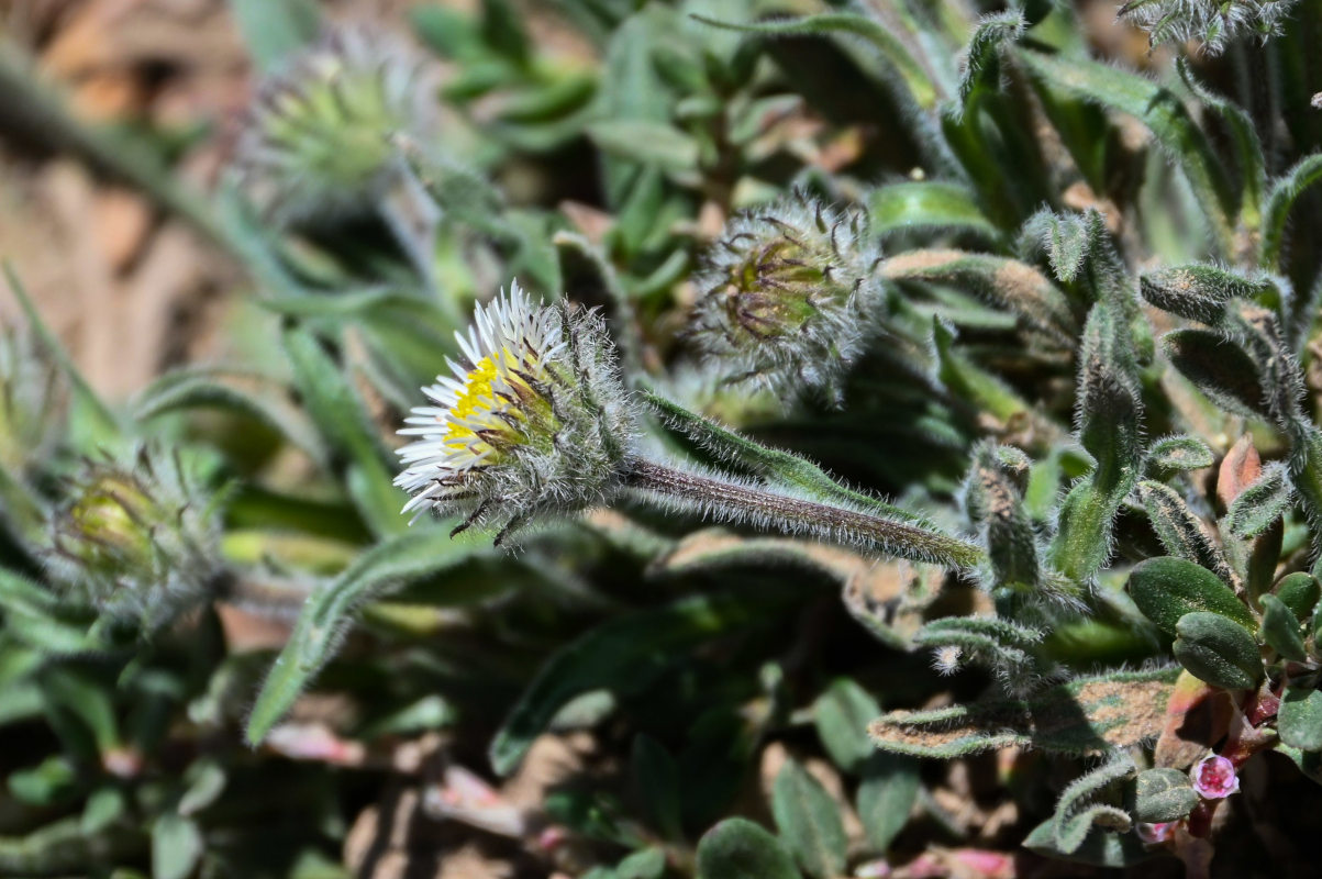 Image of Erigeron pallidus specimen.