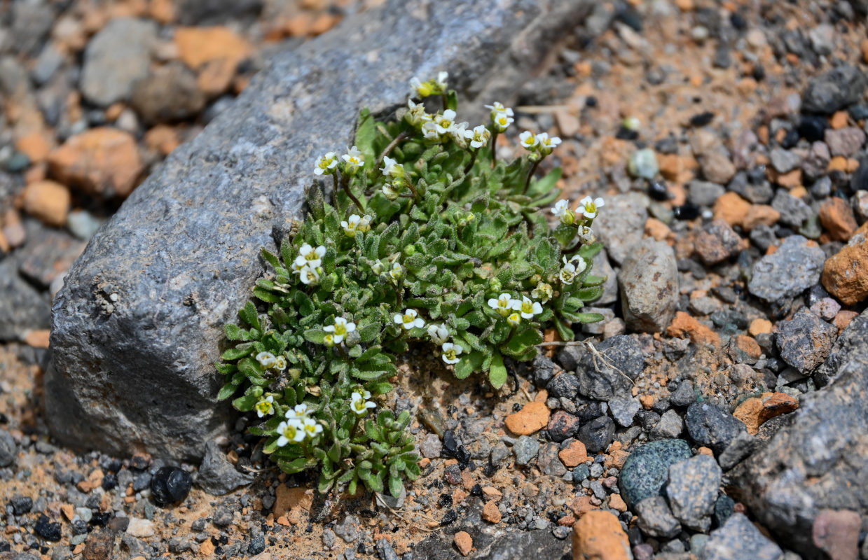 Изображение особи род Draba.