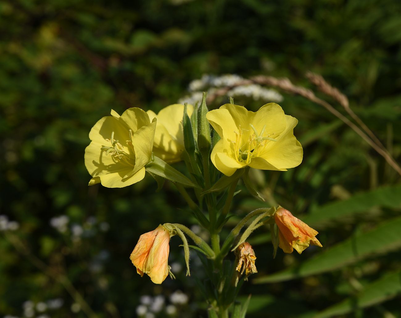 Image of Oenothera biennis specimen.