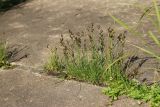 Juncus compressus. Плодоносящее растение в сообществе с Potentilla anserina. Великий Новгород, Торговая сторона, берег р. Волхов перед Ярославовым Дворищем, в щели между бетонными плитами набережной. 23.07.2023.