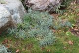 Dianthus arenarius. Вегетирующие растения. Краснодар, парк \"Краснодар\", Японский сад, в культуре. 01.01.2024.
