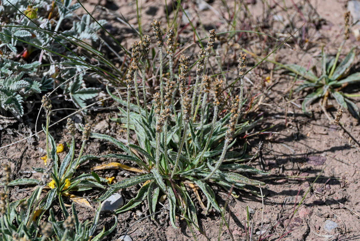 Image of Plantago arachnoidea specimen.