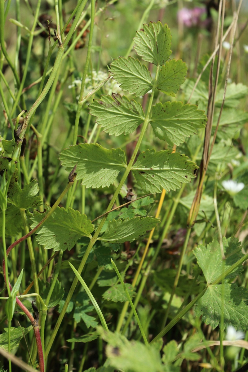 Image of Pimpinella saxifraga specimen.