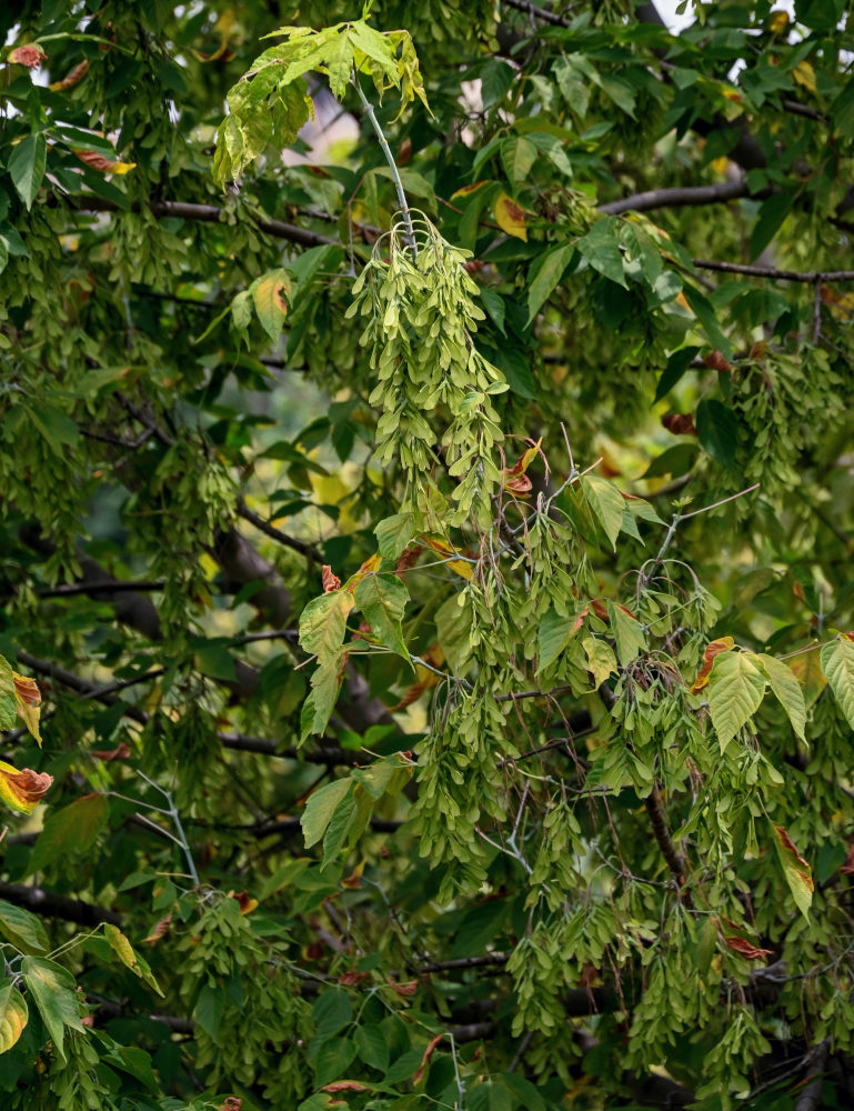 Image of Acer henryi specimen.