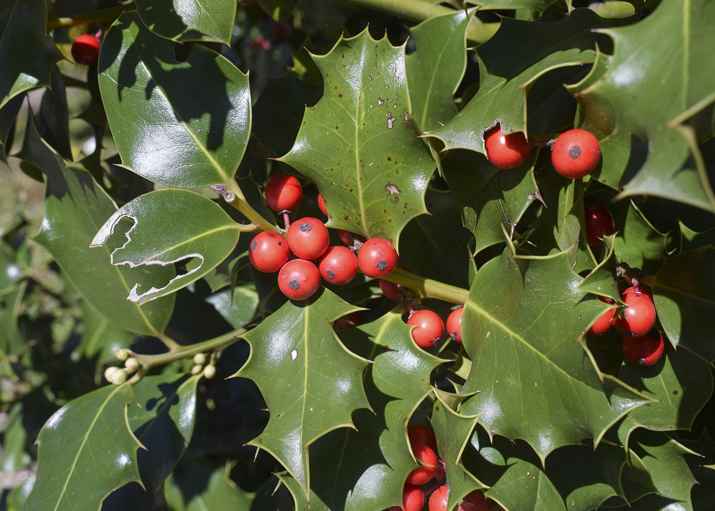 Image of Ilex aquifolium specimen.