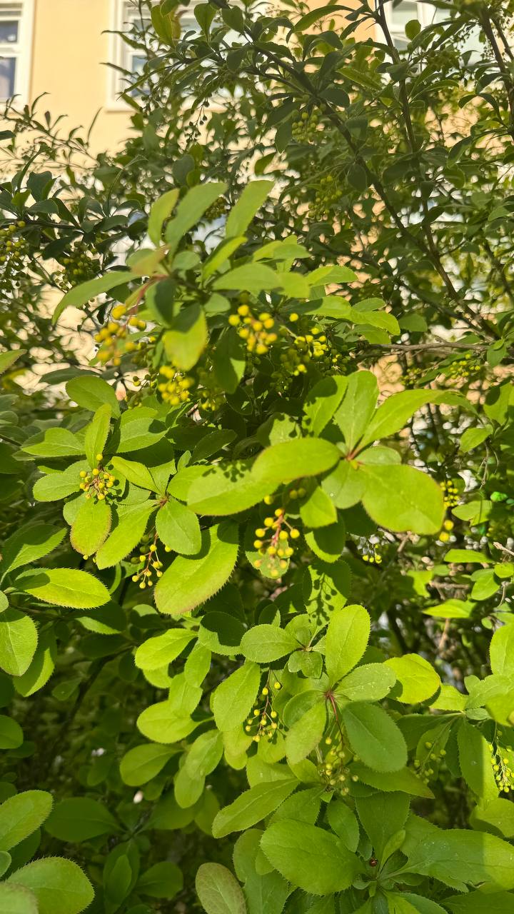 Image of Berberis vulgaris specimen.