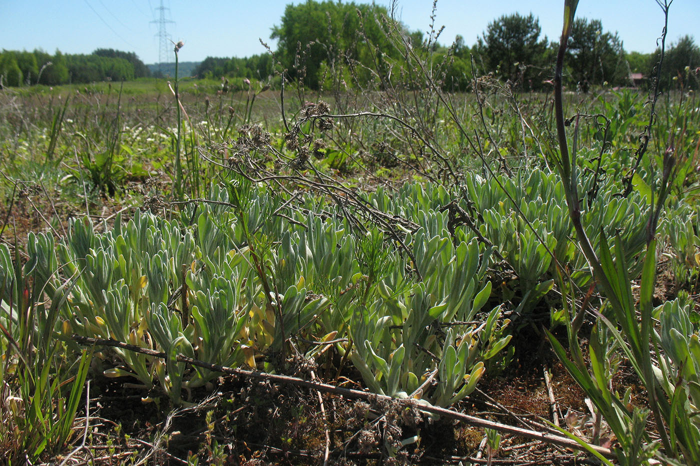 Image of Helichrysum arenarium specimen.