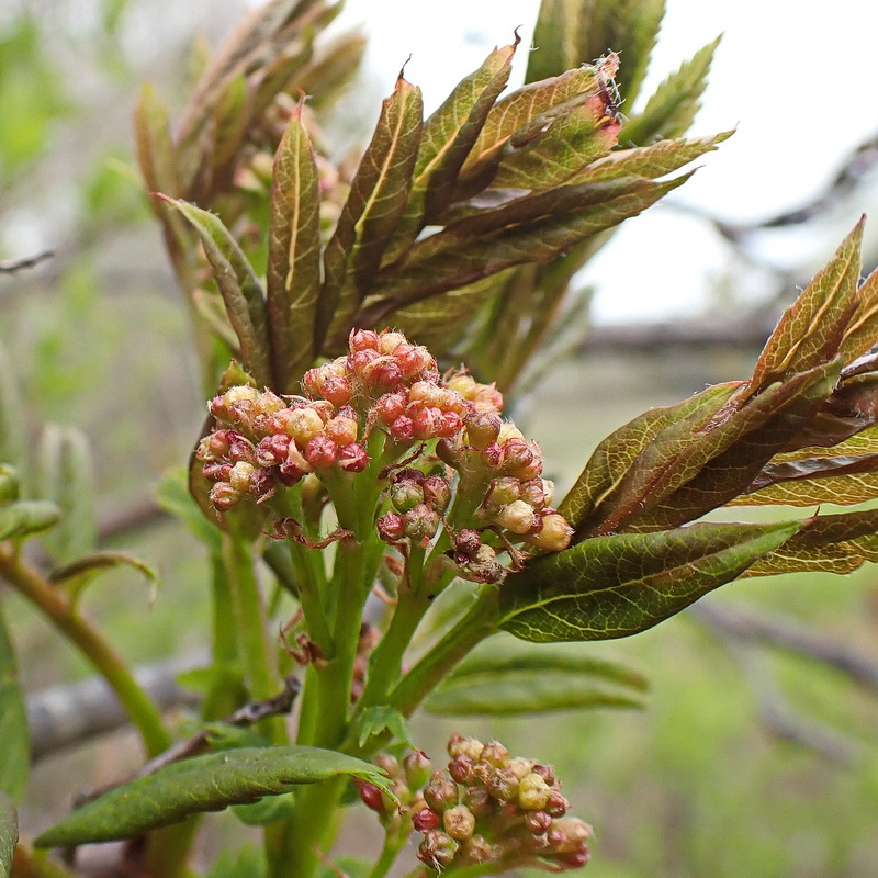 Изображение особи Sorbus amurensis.