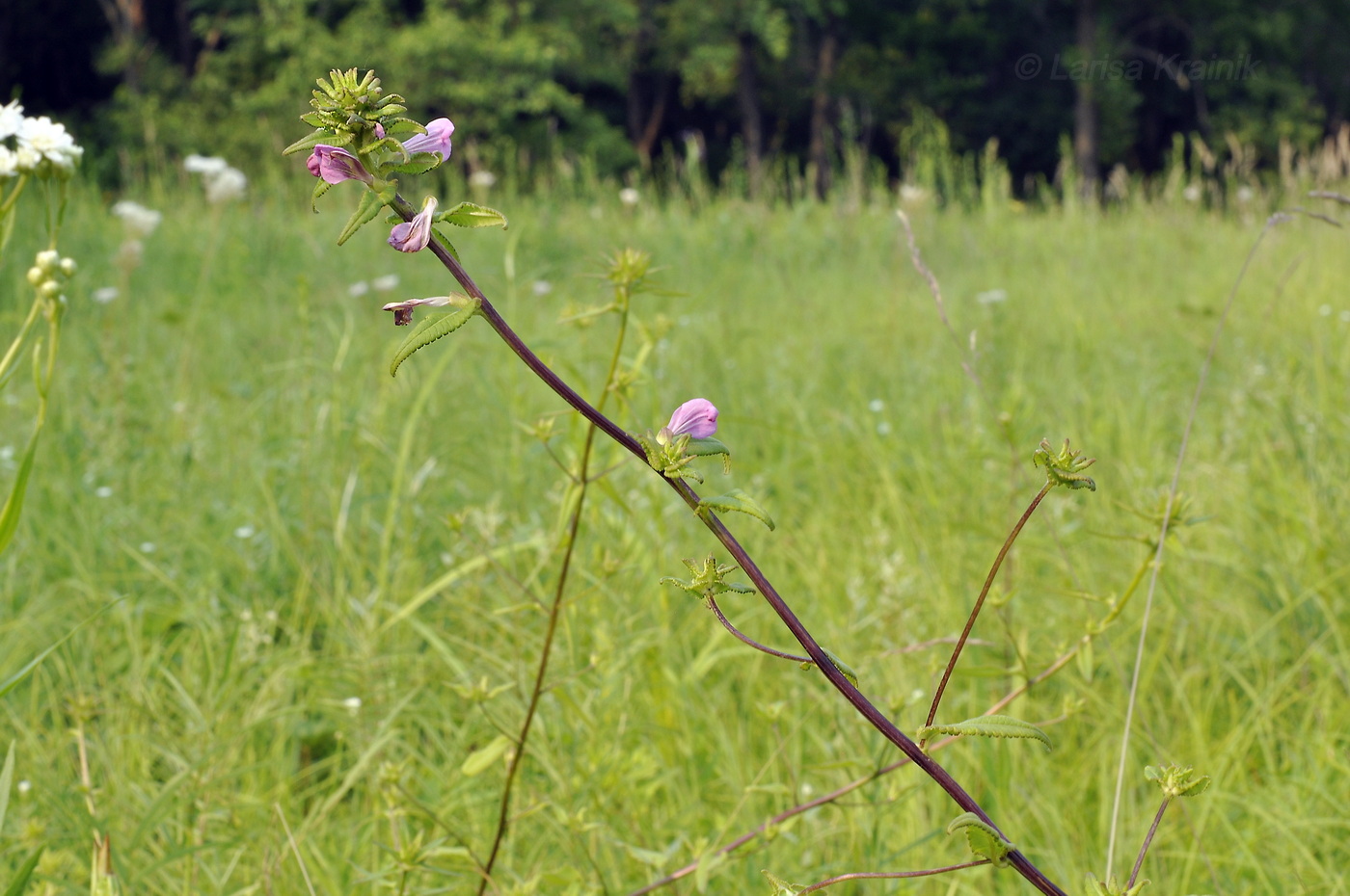 Изображение особи Pedicularis resupinata.