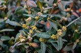 Buxus sempervirens. Верхушки ветвей с бутонами. Армения, г. Ереван, в культуре. 09.03.2024.