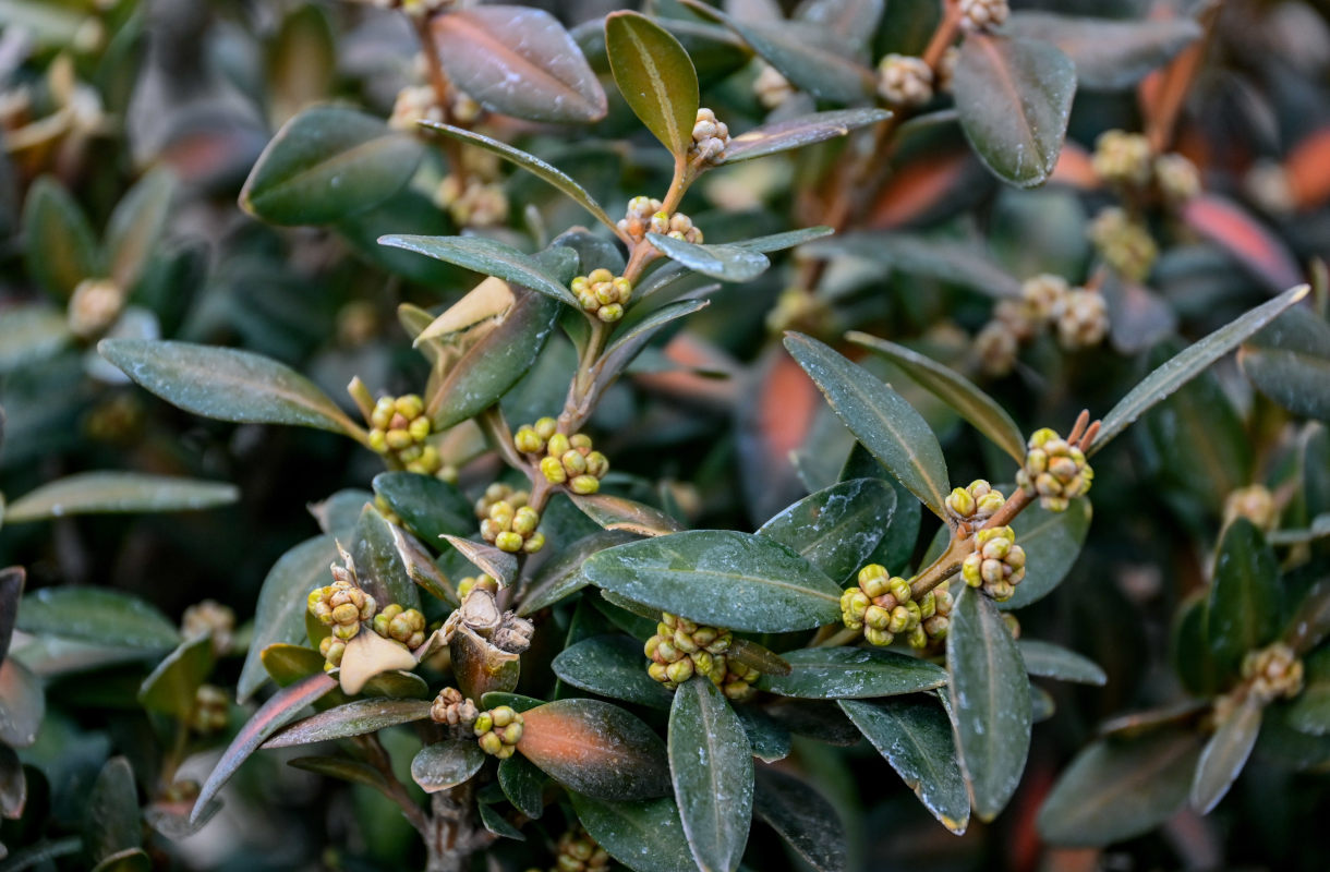 Image of Buxus sempervirens specimen.