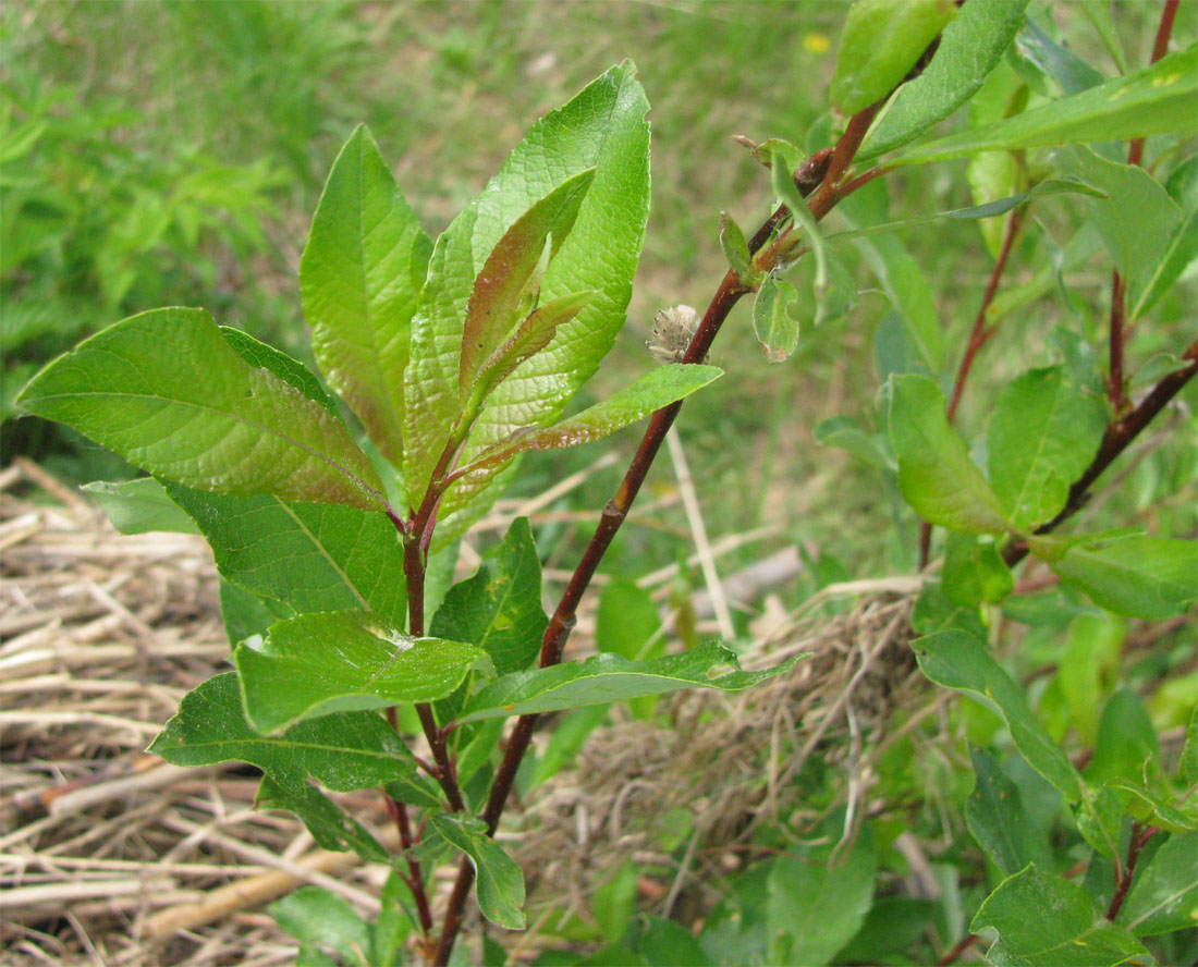 Image of Salix starkeana specimen.