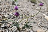 Allium carolinianum. Цветущее растение. Таджикистан, Горно-Бадахшанская автономная обл., Ишкашимский р-н, Ишкашимский хр., дол. р. Памир, выс. ≈ 3800 м н.у.м., сухой каменистый склон. 3 июля 2024 г.