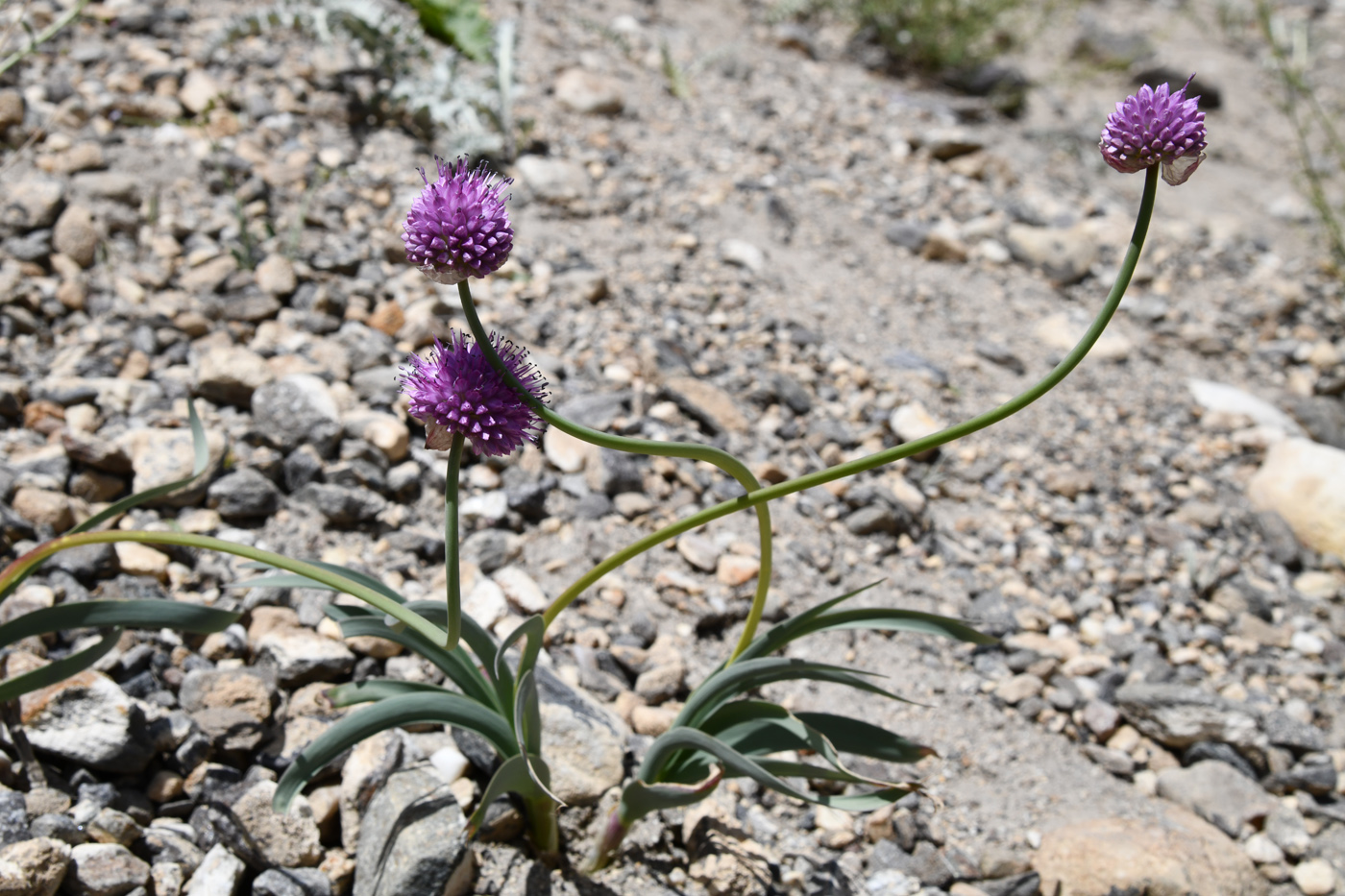 Image of Allium carolinianum specimen.