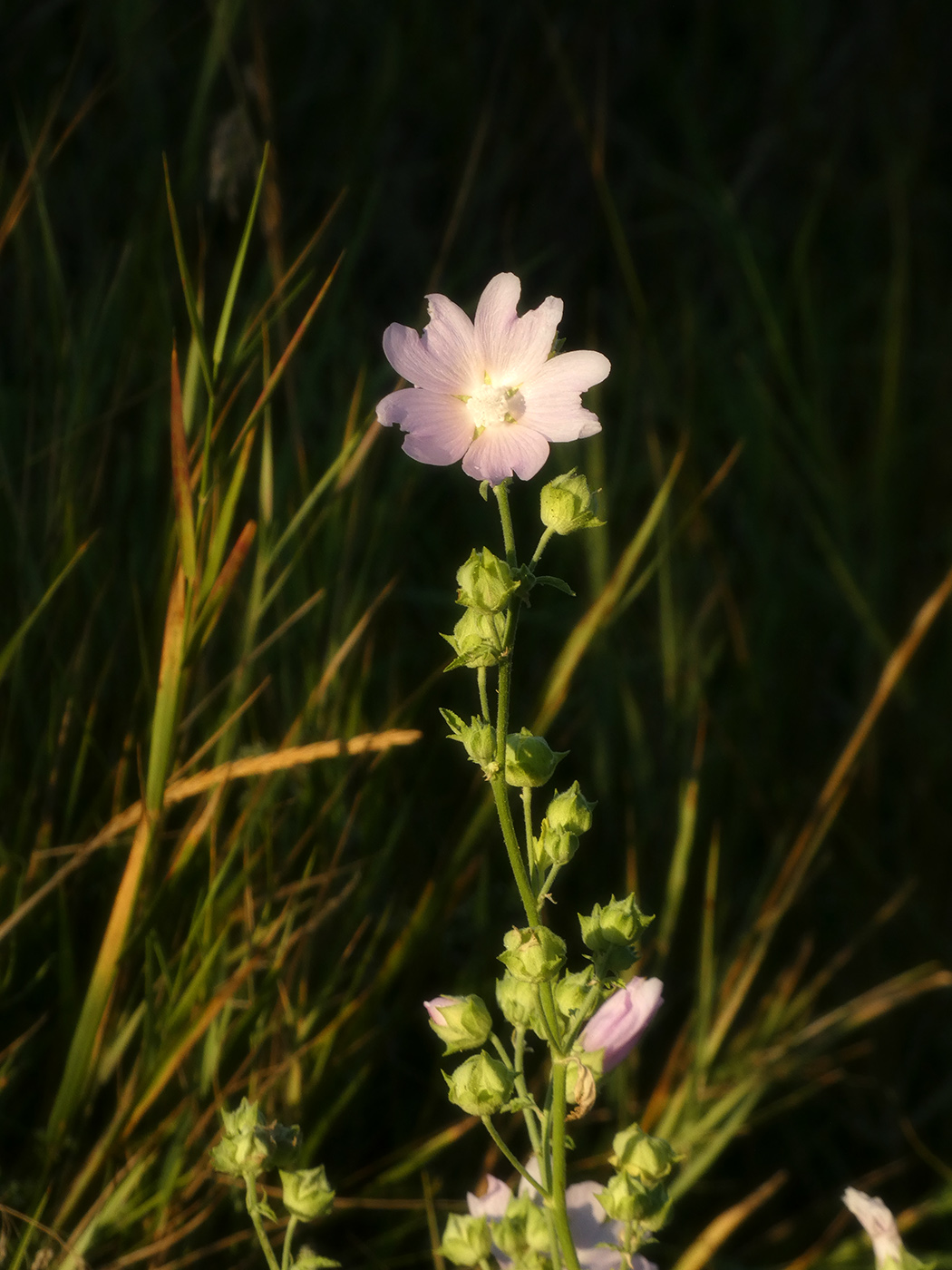 Image of Malva thuringiaca specimen.