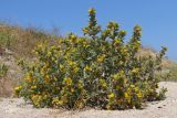 Scolymus hispanicus. Цветущее растение. Крым, Севастополь, мкр-н Казачья Бухта, пустырь. 06.07.2024.