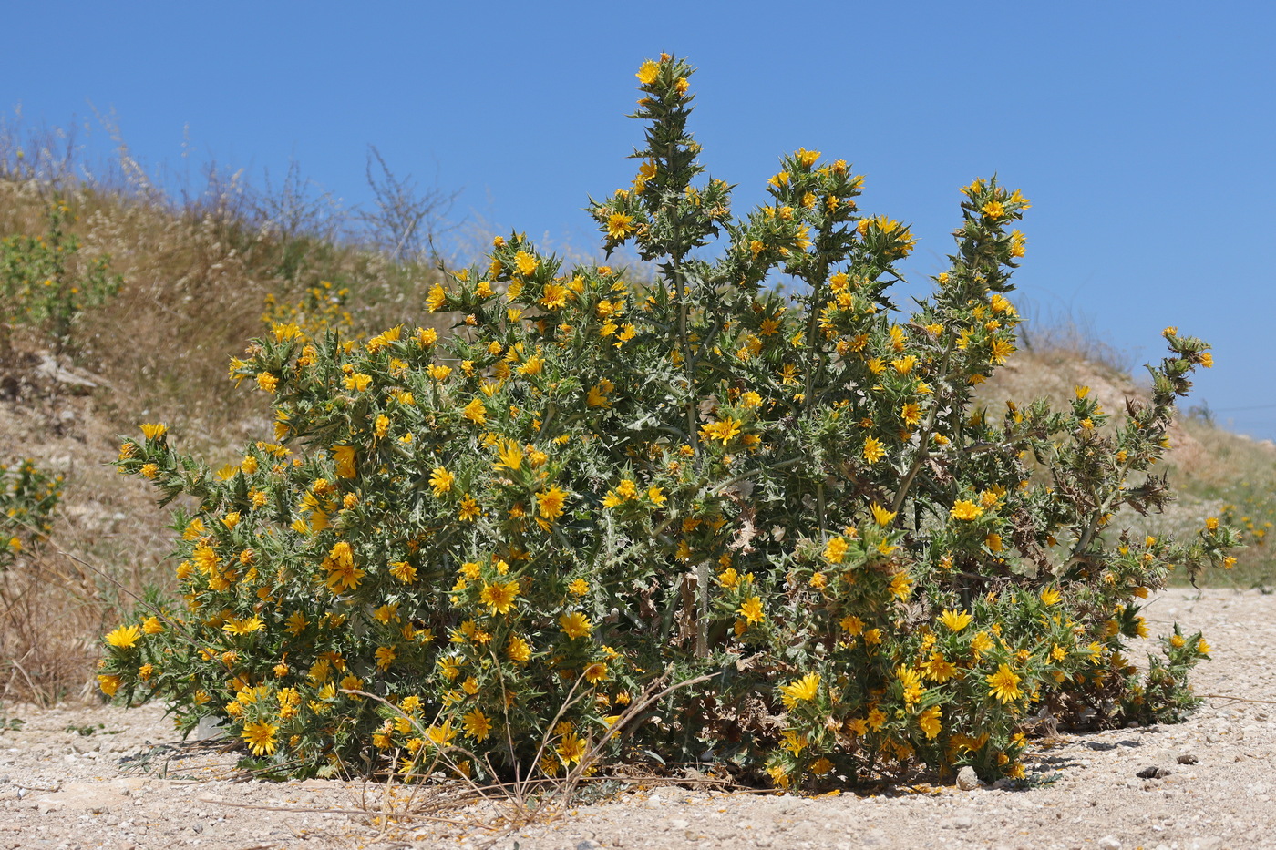 Изображение особи Scolymus hispanicus.