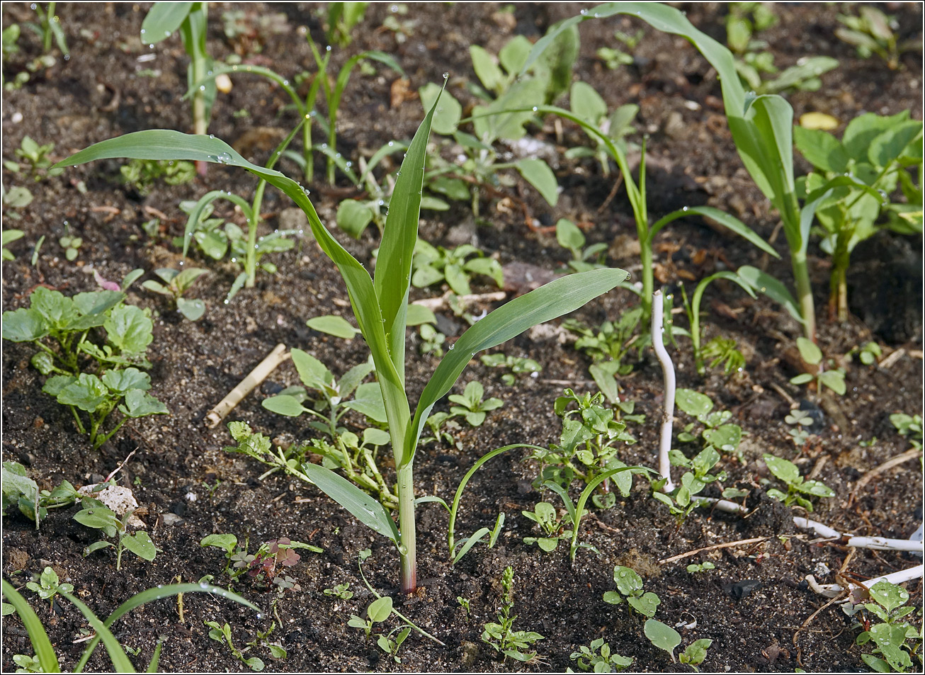 Image of Zea mays specimen.