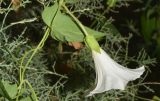 Calystegia sepium