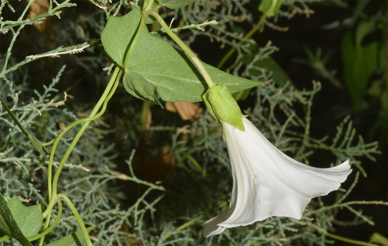 Изображение особи Calystegia sepium.