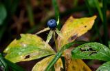 Paris quadrifolia. Верхушка плодоносящего растения с листьями в осенней окраске. Московская обл., Волоколамский гор. округ, долина р. Каменка, смешанный лес. 17.08.2024.