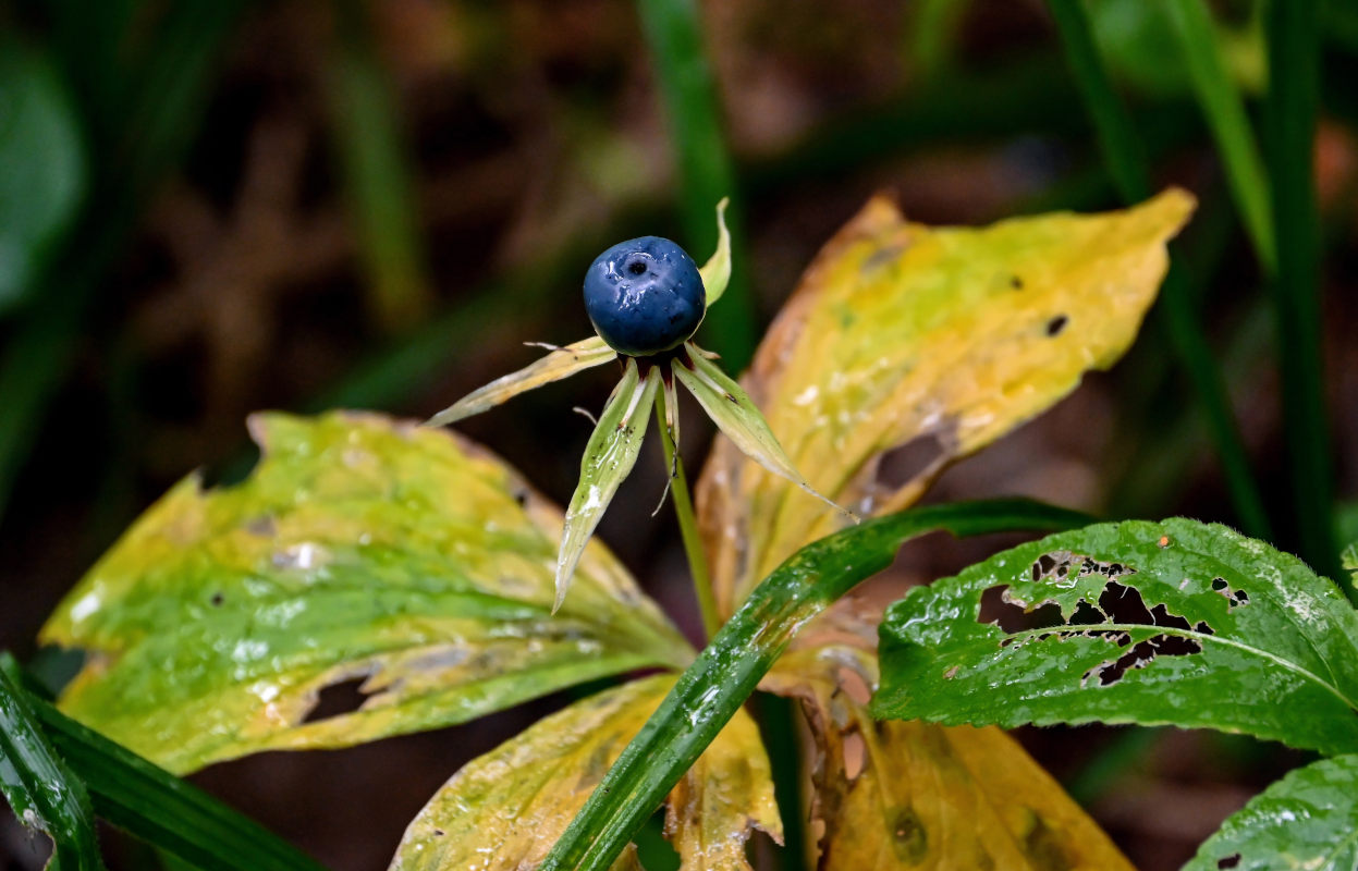 Image of Paris quadrifolia specimen.