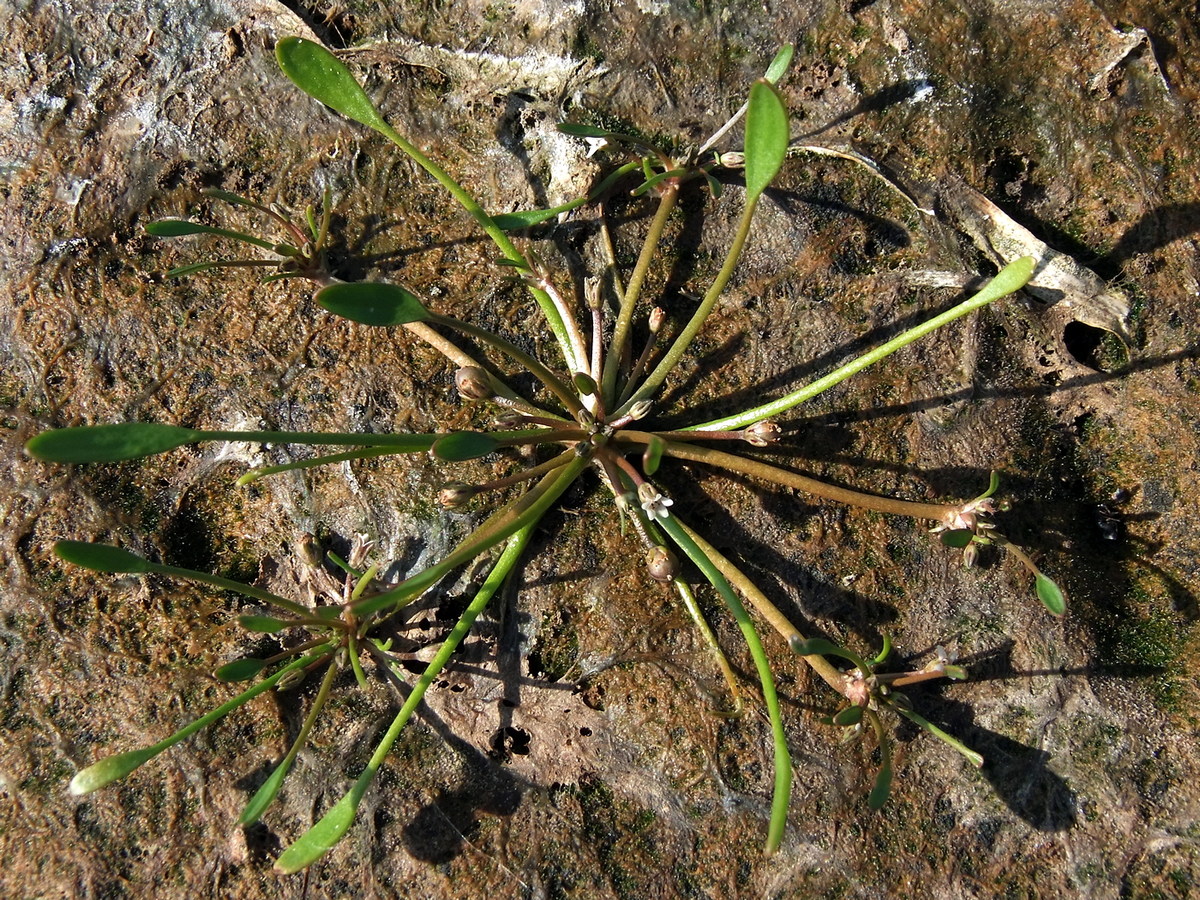 Image of Limosella aquatica specimen.