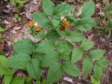 Lathyrus aureus