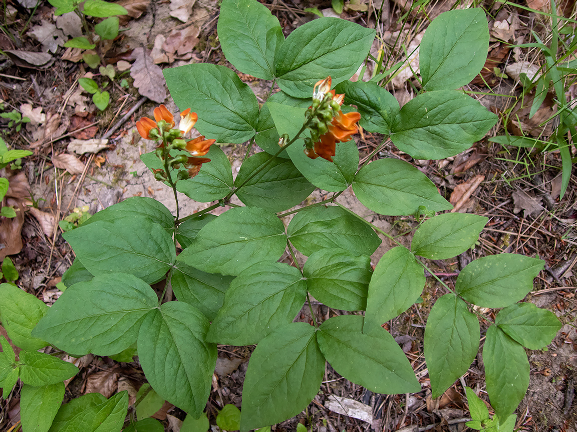 Изображение особи Lathyrus aureus.