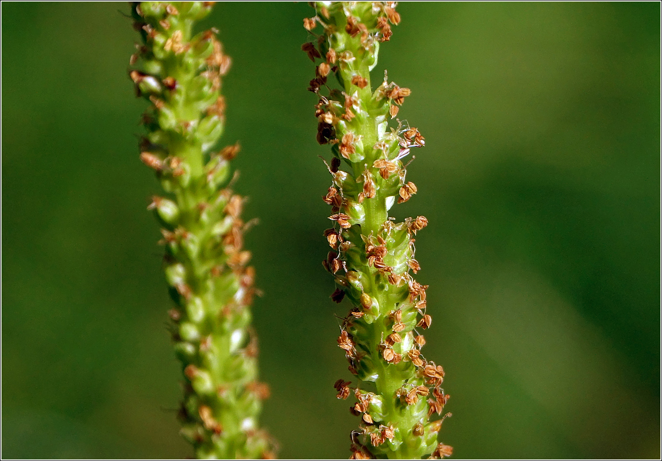 Image of Plantago major specimen.