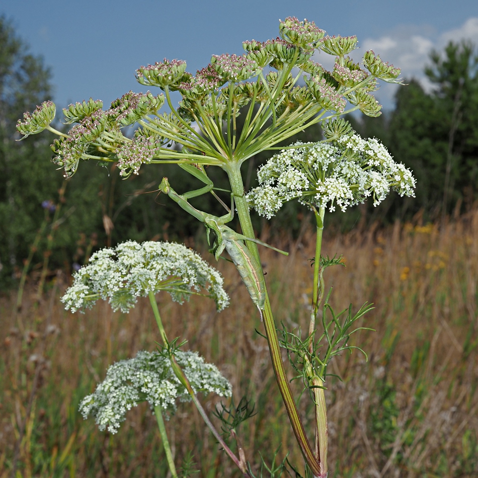 Изображение особи Seseli annuum.