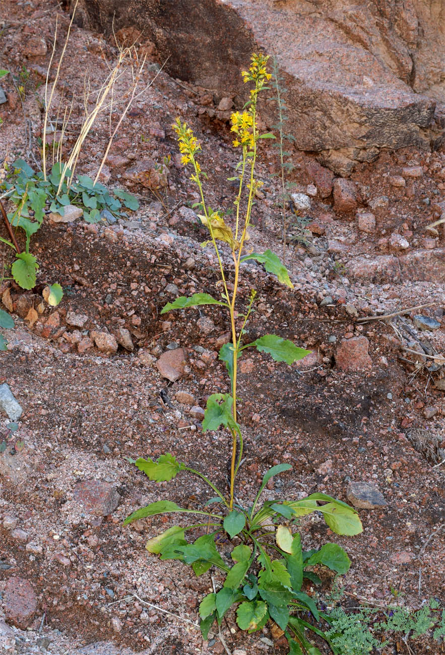 Image of Solidago virgaurea ssp. dahurica specimen.