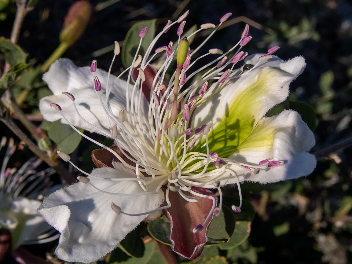 Изображение особи Capparis herbacea.