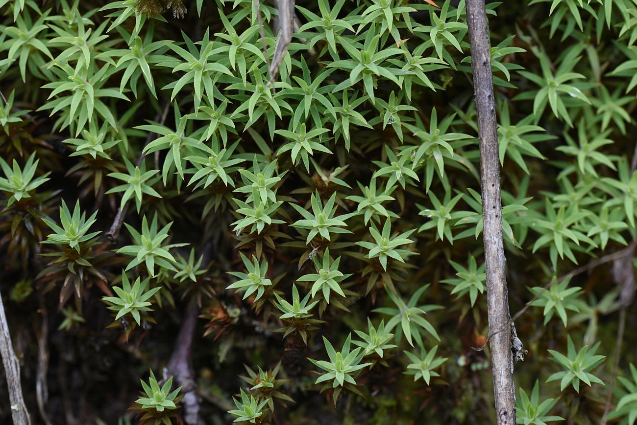 Image of genus Pogonatum specimen.