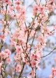 Persica vulgaris. Ветви с цветками и распускающейся листвой. Краснодарский край, Черноморское побережье Кавказа, г. Новороссийск. 28 марта 2025 г.