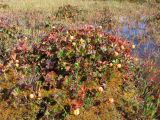 Rubus chamaemorus. Куртинки с плодоносящими растениями. Кольский п-ов, берег р. Варзуги, верховое болото. 11.08.2008.